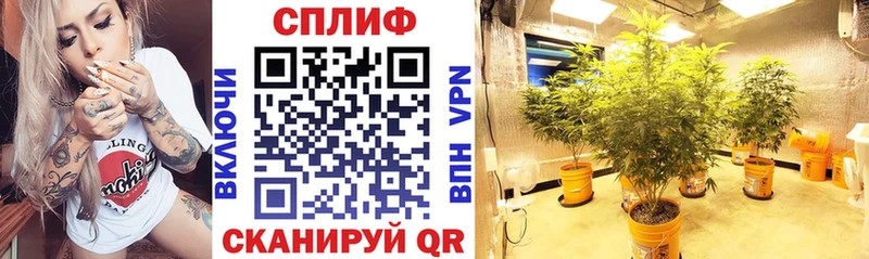 цены наркотик  Выборг  Бошки Шишки ГИДРОПОН 
